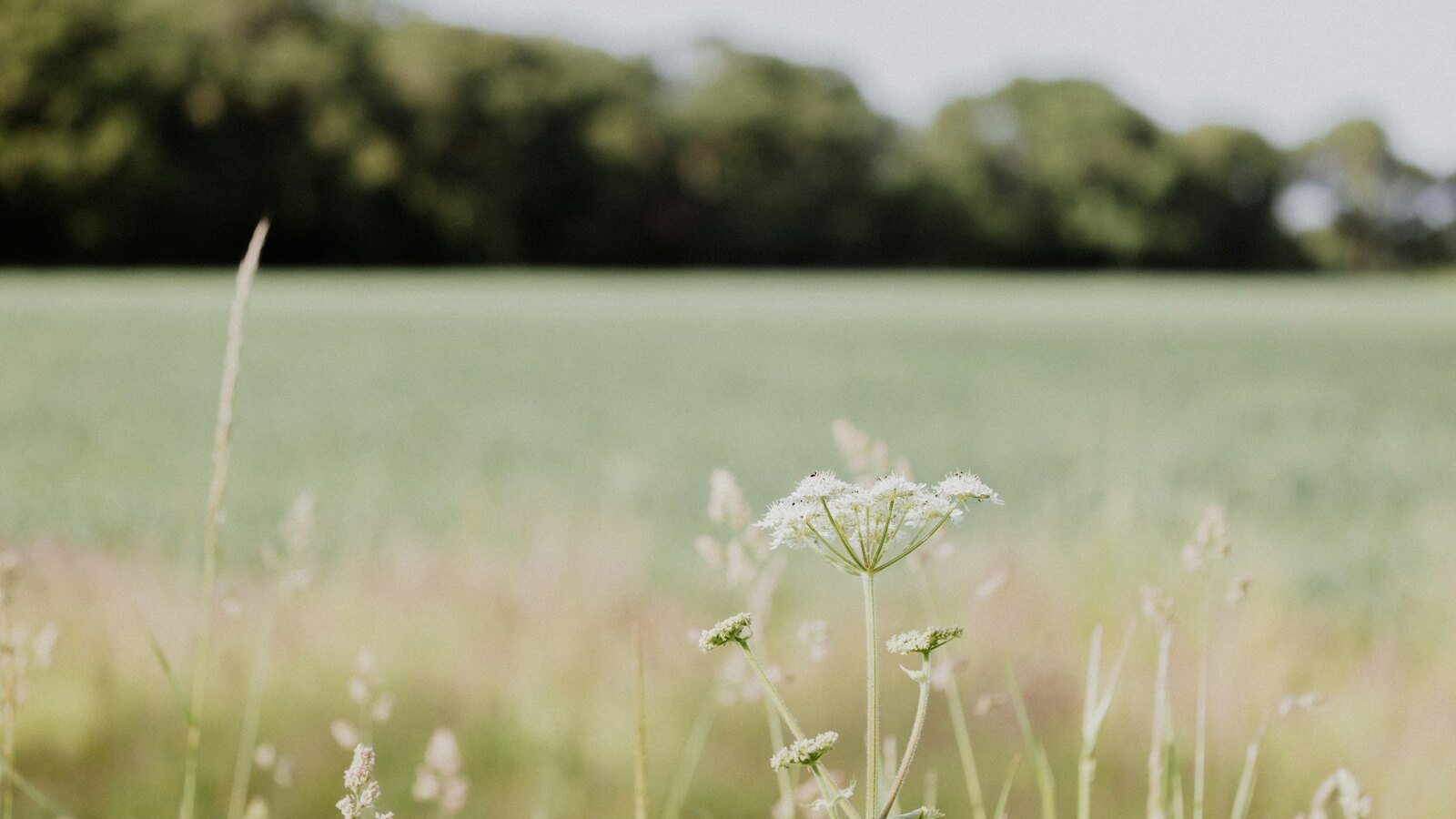 A quiet Cotswolds meadow in soft morning light